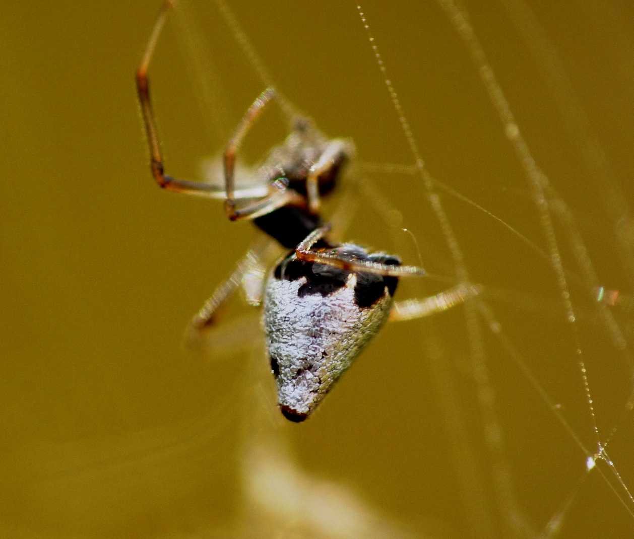 Argyrodes: colori e dimensioni